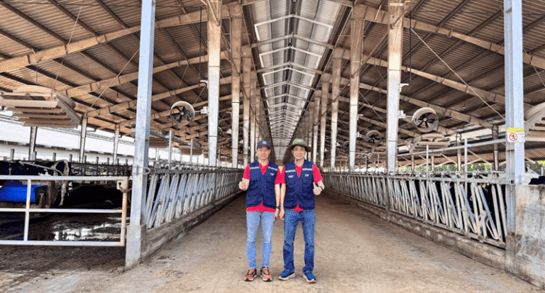 Hệ thống làm mát, thông gió trang trại bò sữa Thanh Hóa