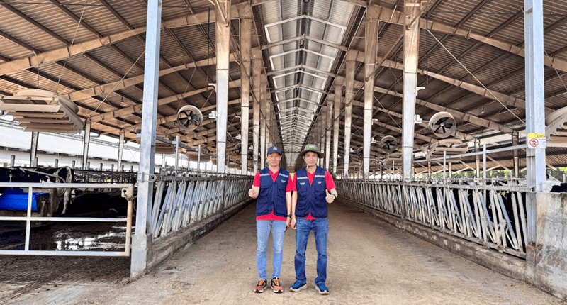 Hệ thống làm mát, thông gió trang trại bò sữa Thanh Hóa