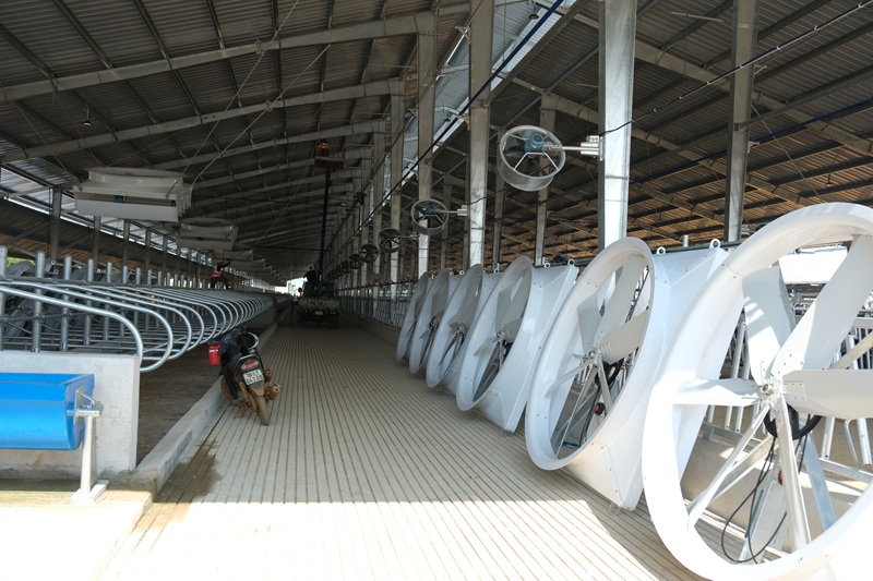 Một số hình ảnh về trang trại bò sữa: