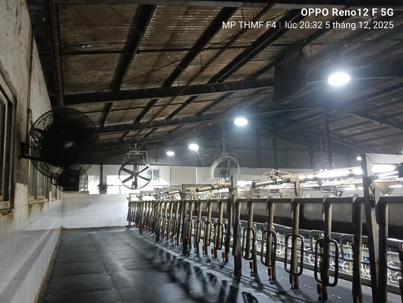 Quạt công nghiệp chuồng bò Tomexco